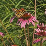 Monarch butterfly on purple coneflower