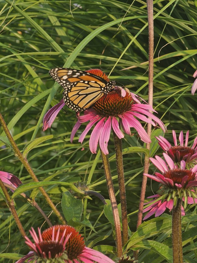 Monarch butterfly on purple coneflower